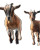 Goats On Trampoline Vinyl Car Decal Sticker – Waterproof & UV-Resistant 8"
