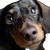 Cute Daschund Close-Up Vinyl Car Decal Sticker – Waterproof & UV-Resistant 8"