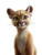 Cute Pixar Cougar Vinyl Car Decal Sticker – Waterproof & UV-Resistant 8"