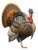 Huge Turkey Display Vinyl Car Decal Sticker – Waterproof & UV-Resistant 8"