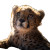 Sleepy Cheetah Cub Vinyl Car Decal Sticker – Waterproof & UV-Resistant 8"
