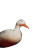Disco Duck V3 Vinyl Car Decal Sticker – Waterproof & UV-Resistant 8"