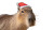 Capybara Santa Vinyl Car Decal Sticker – Waterproof & UV-Resistant 8" Capybara Santa Vinyl Car Decal Sticker – Waterproof & UV-Resistant 8"
