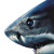 Shark Eye Close-Up Vinyl Car Decal Sticker – Waterproof & UV-Resistant 8"