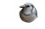 Bird On Nest Vinyl Car Decal Sticker – Waterproof & UV-Resistant 8"