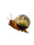 Terrarium Snail Vinyl Car Decal Sticker – Waterproof & UV-Resistant 8"