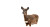 White-Tailed Deer Vinyl Car Decal Sticker – Waterproof & UV-Resistant 8"