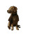 Luxury Dog By Pool Vinyl Car Decal Sticker – Waterproof & UV-Resistant 8"