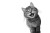Meow Expression Vinyl Car Decal Sticker – Waterproof & UV-Resistant 8"
