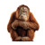 Orangutan Portrait Vinyl Car Decal Sticker – Waterproof & UV-Resistant 8"