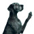 Grey Great Dane Vinyl Car Decal Sticker – Waterproof & UV-Resistant 8"