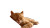 Fluffy Orange Cat V4 Vinyl Car Decal Sticker – Waterproof & UV-Resistant 8"