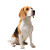 Adult Beagle Sitting Vinyl Car Decal Sticker – Waterproof & UV-Resistant 8"