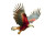 Australian Eagle Flight Vinyl Car Decal Sticker – Waterproof & UV-Resistant 8"