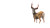 Tornado Deer Vinyl Car Decal Sticker – Waterproof & UV-Resistant 8"