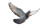 Homing Pigeon Flight Vinyl Car Decal Sticker – Waterproof & UV-Resistant 8"