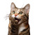 Smiling Kitty Vinyl Car Decal Sticker – Waterproof & UV-Resistant 8"