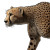 Stalking Cheetah Vinyl Car Decal Sticker – Waterproof & UV-Resistant 8"