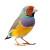 Gouldian Finch Vinyl Car Decal Sticker – Waterproof & UV-Resistant 8"