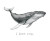 Cute Humpback Whale Vinyl Car Decal Sticker – Waterproof & UV-Resistant 8"