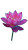 Pink Lotus Bloom Vinyl Car Decal Sticker – Waterproof & UV-Resistant 8"
