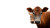 Beef Cattle Herd Vinyl Car Decal Sticker – Waterproof & UV-Resistant 8"