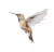 Hummingbird In Flight V2 Vinyl Car Decal Sticker – Waterproof & UV-Resistant 8"