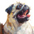 Yawning Pug Portrait Vinyl Car Decal Sticker – Waterproof & UV-Resistant 8"