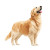 Happy Golden Retriever V14 Vinyl Car Decal Sticker – Waterproof & UV-Resistant 8"