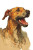 Ridgeback Portrait Vinyl Car Decal Sticker – Waterproof & UV-Resistant 8"