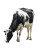 Holstein Cow Grazing Vinyl Car Decal Sticker – Waterproof & UV-Resistant 8"