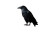 Gothic Crow Backdrop Vinyl Car Decal Sticker – Waterproof & UV-Resistant 8"