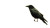 Jewel-Eyed Crow Vinyl Car Decal Sticker – Waterproof & UV-Resistant 8"