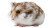 Cute Fluffy Hamster Vinyl Car Decal Sticker – Waterproof & UV-Resistant 8"