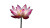 Lotus Vinyl Car Decal Sticker – Waterproof & UV-Resistant 8"