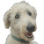 White Poodle Dog V4 Vinyl Car Decal Sticker – Waterproof & UV-Resistant 8"