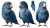 Blue Parrot Sheet Vinyl Car Decal Sticker – Waterproof & UV-Resistant 8"