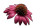 Echinacea Angustifolia Vinyl Car Decal Sticker – Waterproof & UV-Resistant 8"