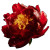Glowing Peony Vinyl Car Decal Sticker – Waterproof & UV-Resistant 8"