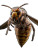 Asian Giant Hornet Vinyl Car Decal Sticker – Waterproof & UV-Resistant 8"