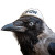 Crow In Hat Vinyl Car Decal Sticker – Waterproof & UV-Resistant 8"