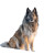 Sitting Tervuren Dog Vinyl Car Decal Sticker – Waterproof & UV-Resistant 8"