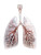 Transparent Human Lungs Vinyl Car Decal Sticker – Waterproof & UV-Resistant 8"