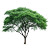 Real Tree Vinyl Car Decal Sticker – Waterproof & UV-Resistant 8"