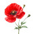 Red Poppy Flower V2 Vinyl Car Decal Sticker – Waterproof & UV-Resistant 8"