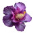 Purple Flower V2 Vinyl Car Decal Sticker – Waterproof & UV-Resistant 8"