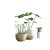 Small Plant Vinyl Car Decal Sticker – Waterproof & UV-Resistant 8"