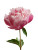 Pink Peony Flower Vinyl Car Decal Sticker – Waterproof & UV-Resistant 8"