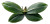 Butterfly Orchid Leaf Vinyl Car Decal Sticker – Waterproof & UV-Resistant 8"