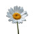 Daisy Vinyl Car Decal Sticker – Waterproof & UV-Resistant 8"